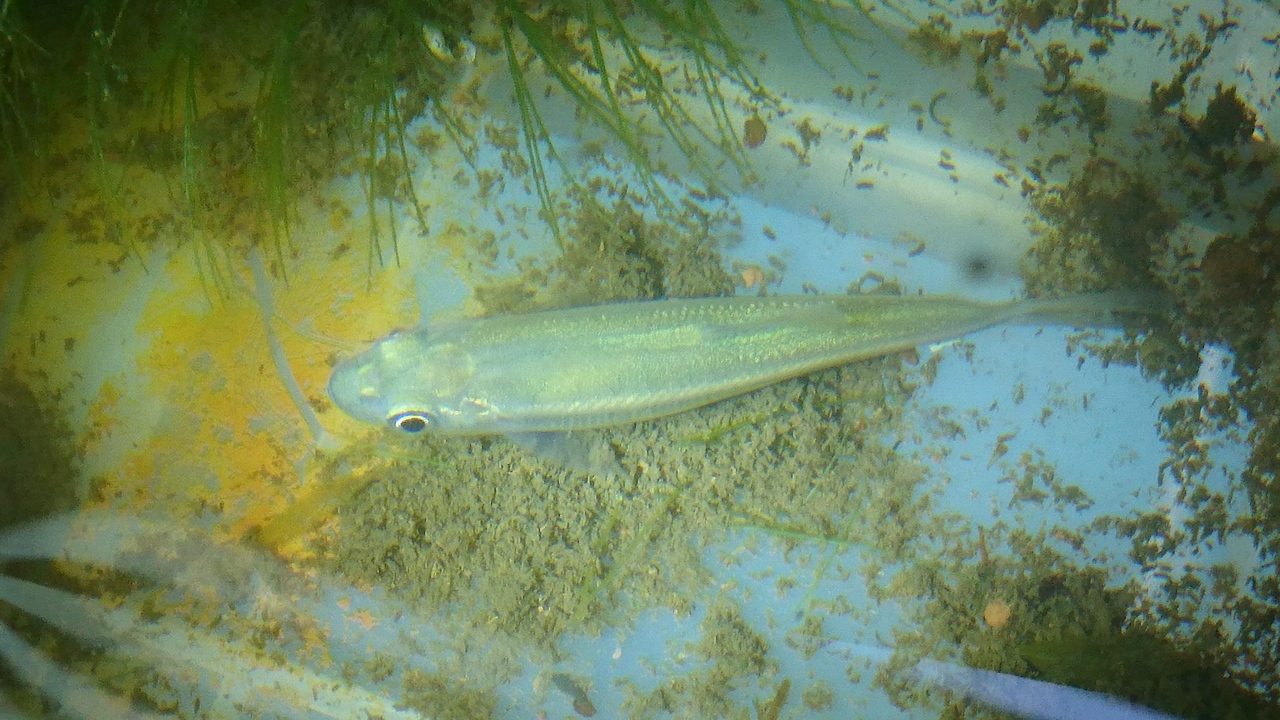 17 歲末雜記 黑暗執行緒